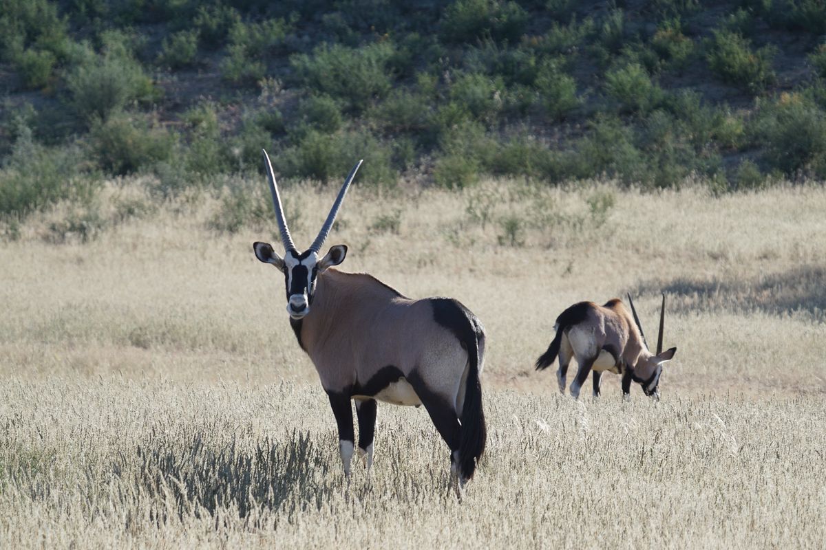 Kgalagadi oryx
