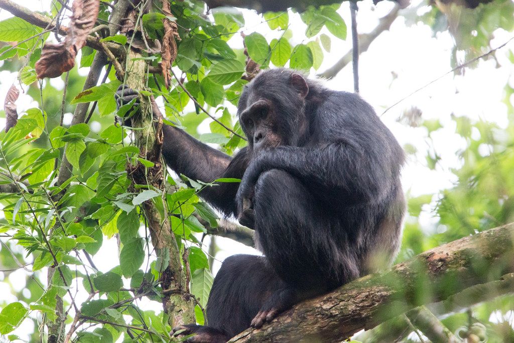 Nyungwe chimp