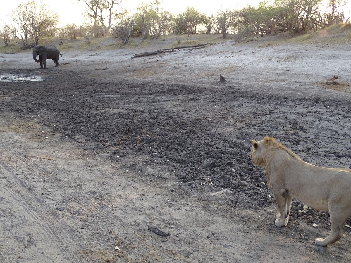 Savuti lion elephant encounter