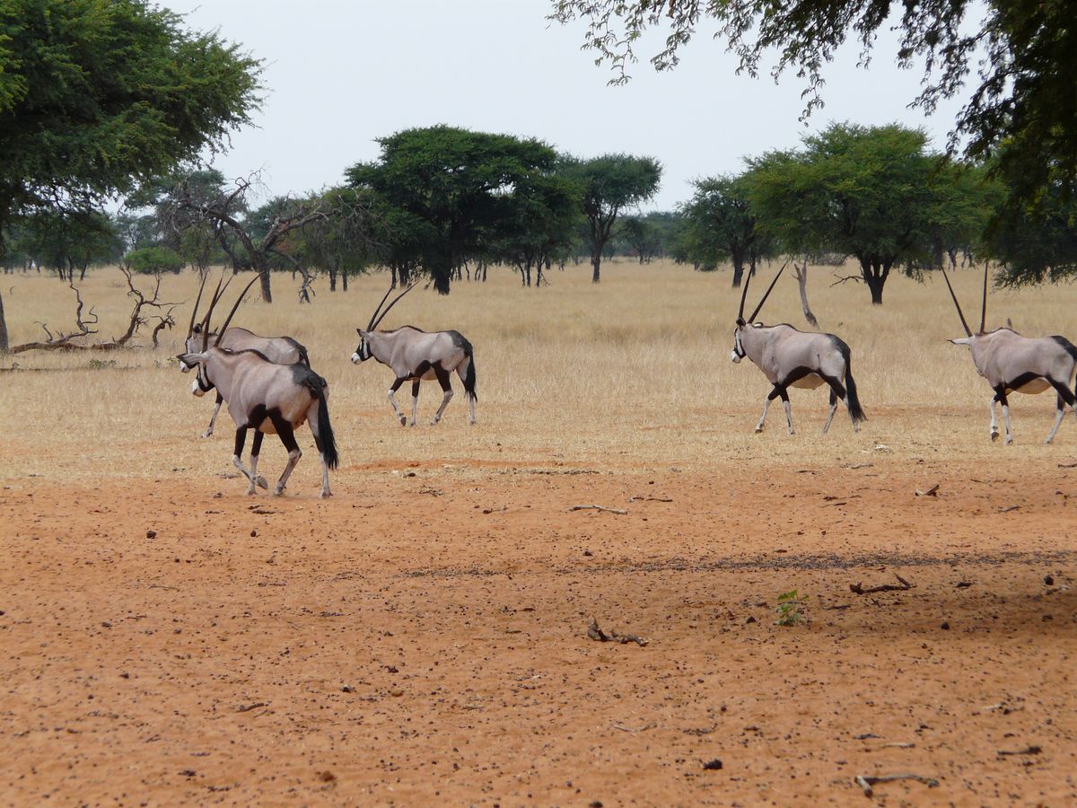 Kalahari Namibia oryx