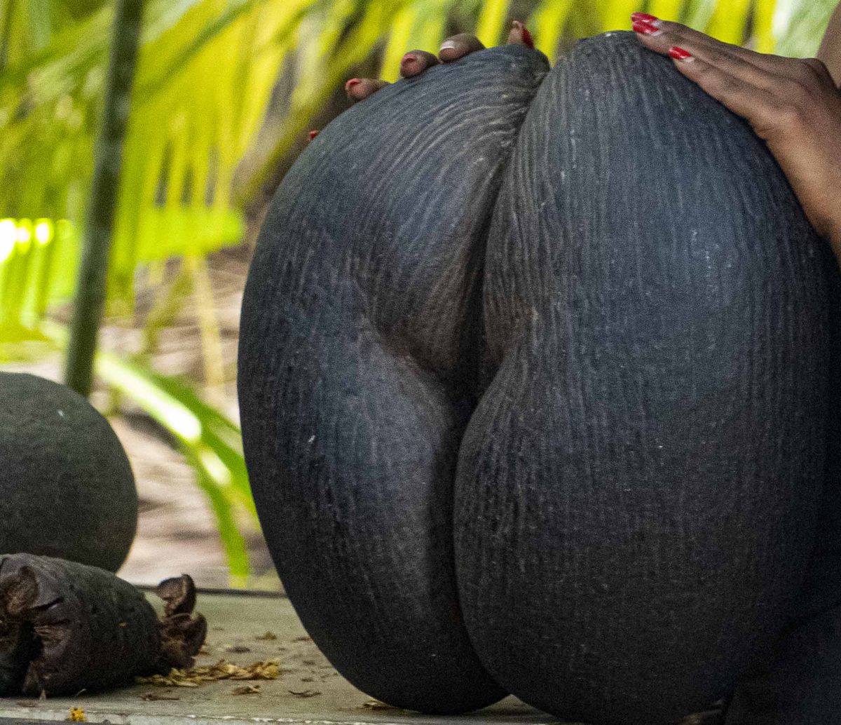 Seychelles Coco de Mer
