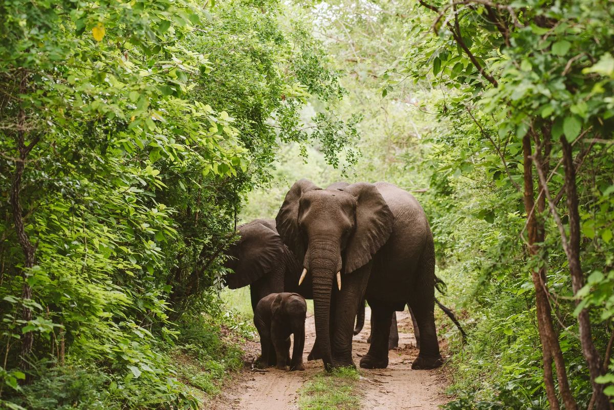 Nyerere elephants