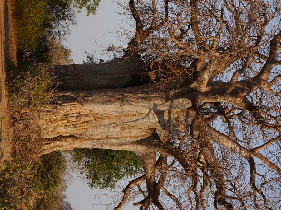 Lower Zambezi baobab1