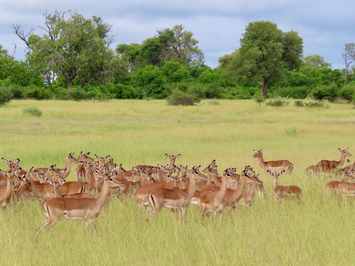 Mudumu impalas