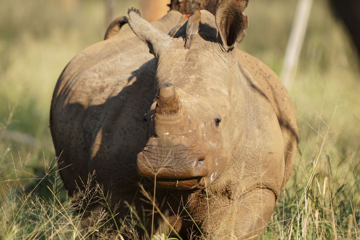 Hluhluwe Region - Rhino