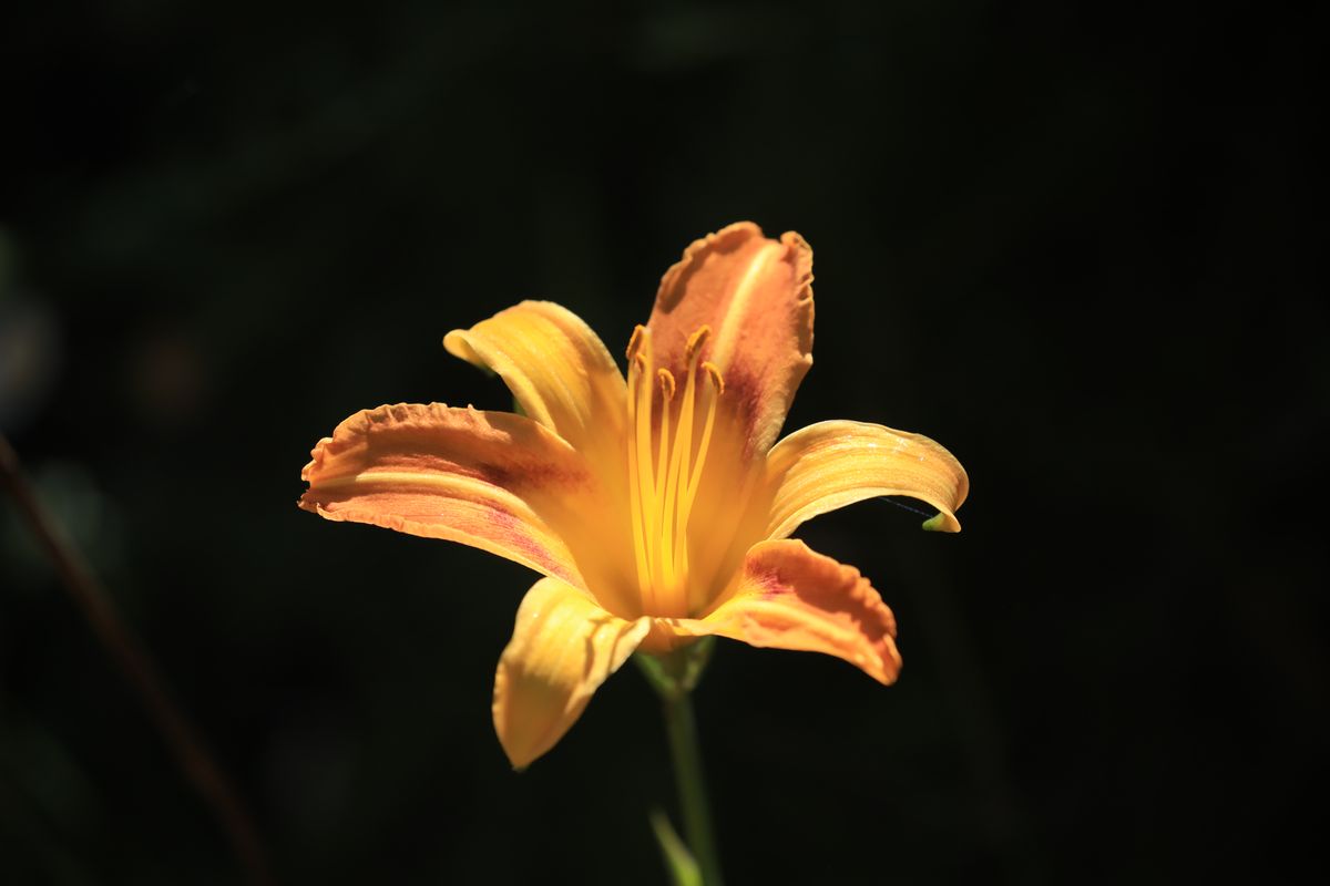 Zomba flowers