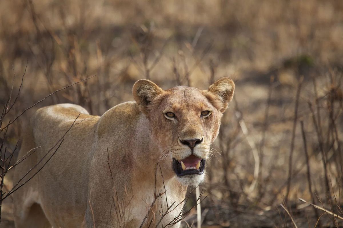 Ruaha lion