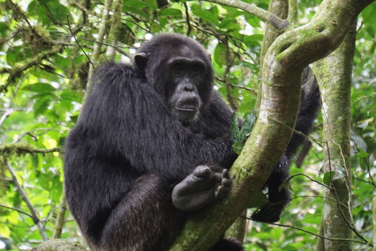Kibale chimp