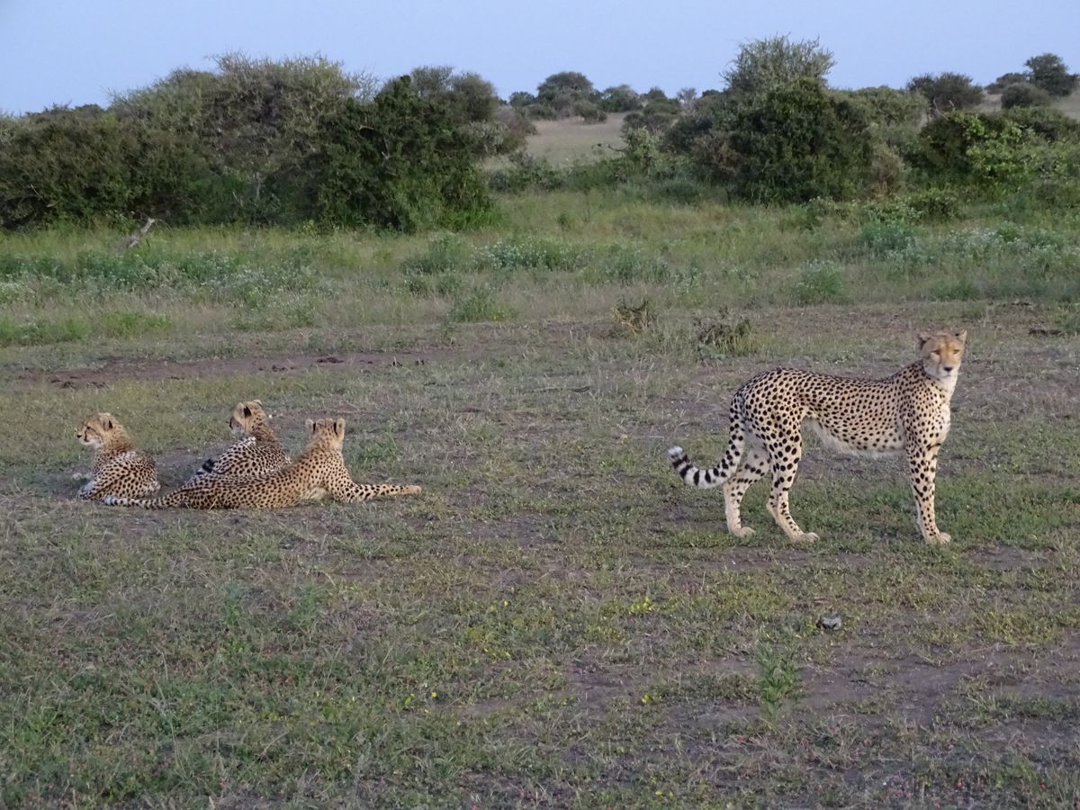 Tuli cheetahs