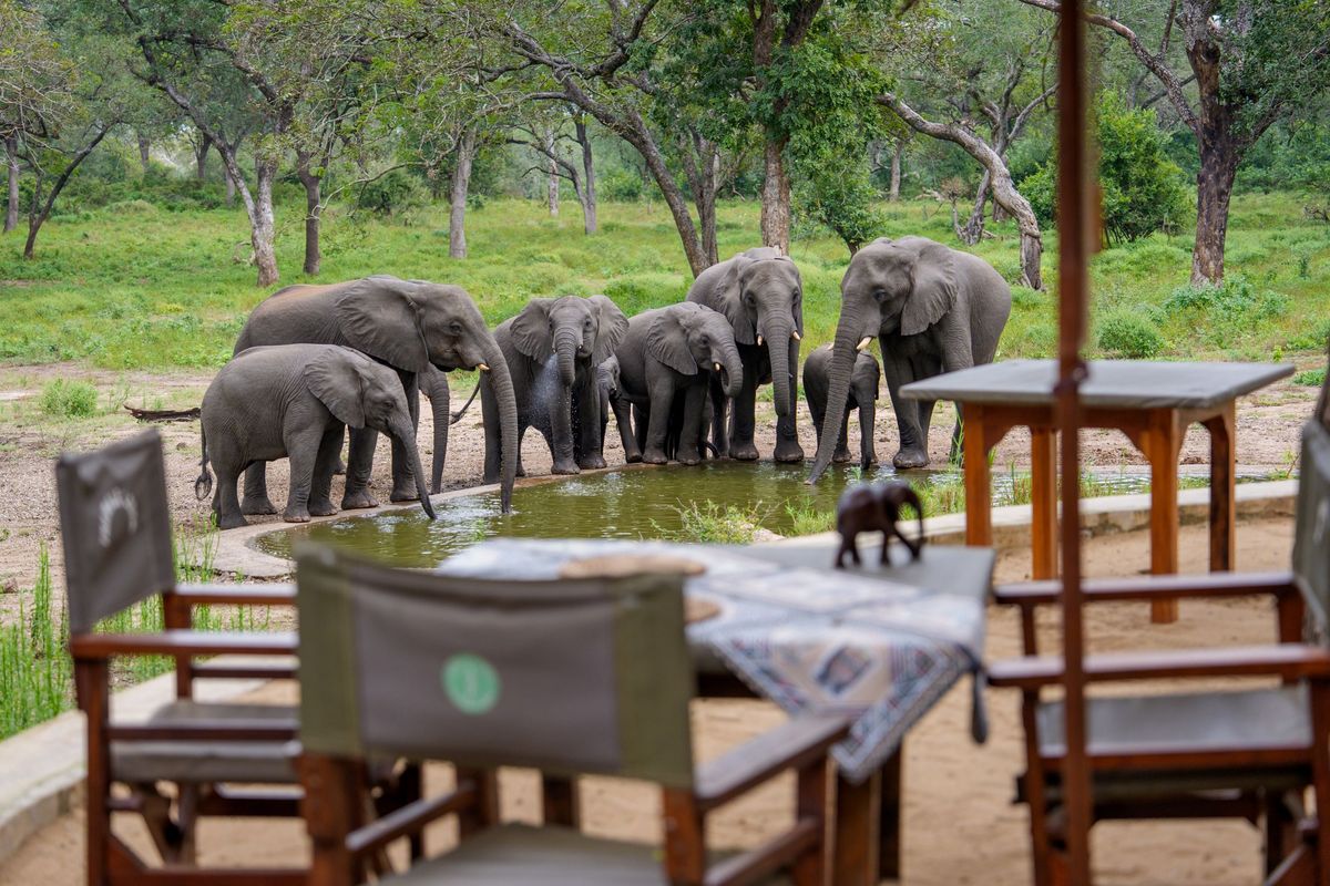 Thawale Lodge elephants at waterhole