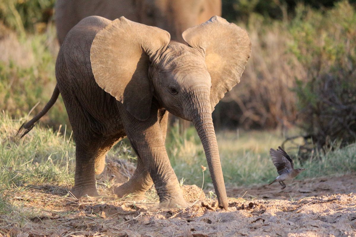 Samburu elephant baby chasing bird