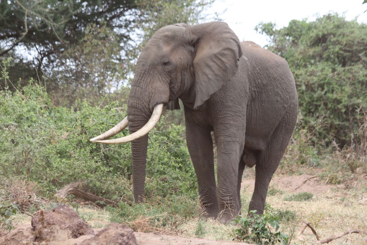 Tarangire Elefant