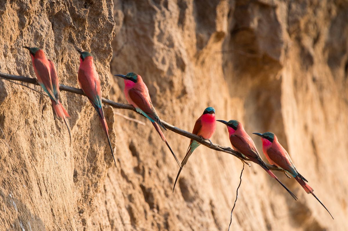 Nsefu carmine bee-eaters