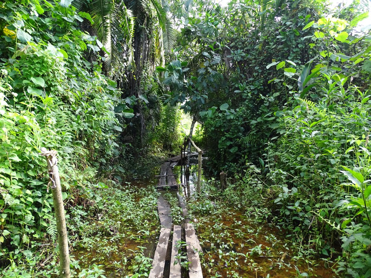Bigodi swamps