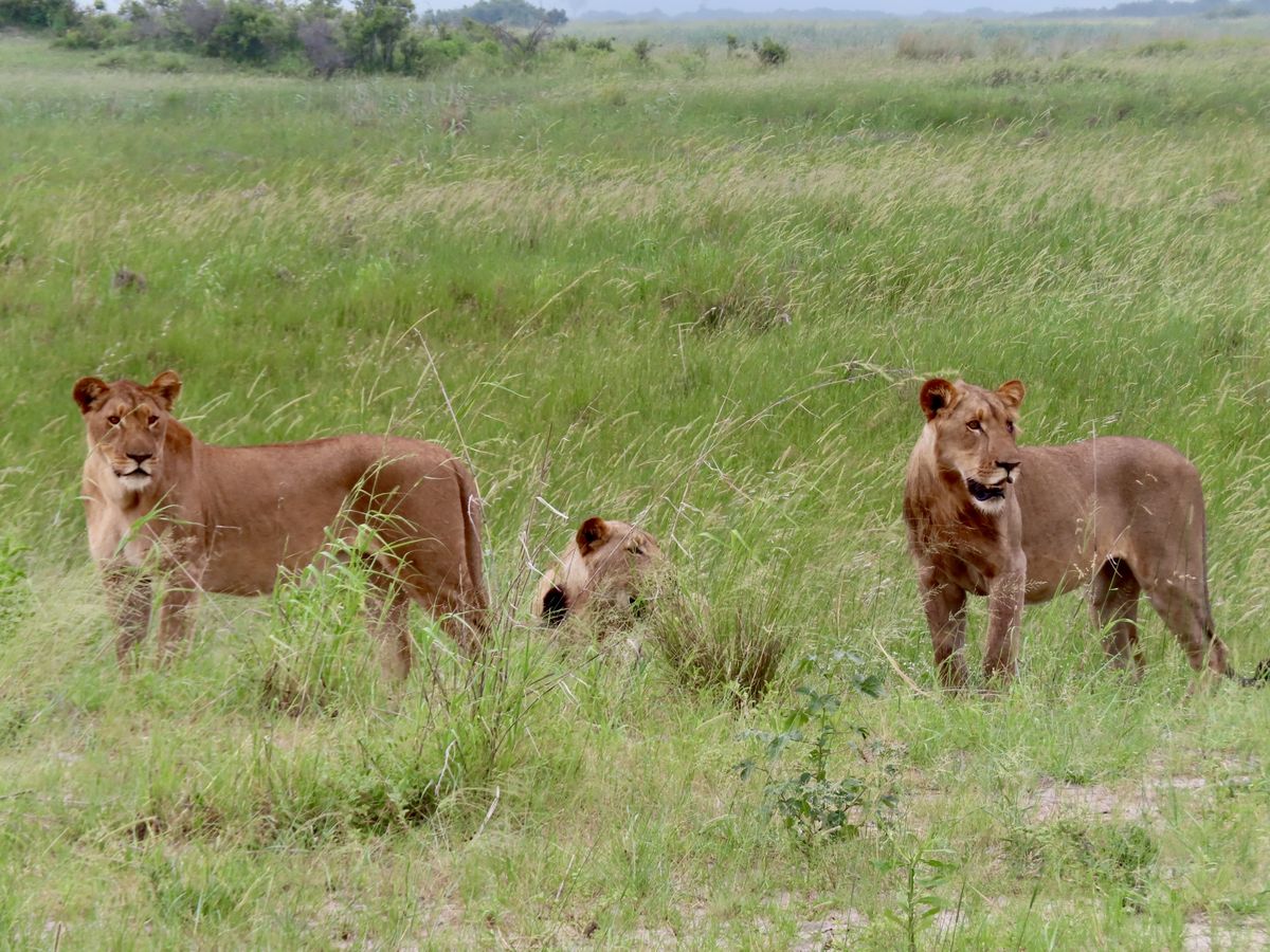 Mudumu lions