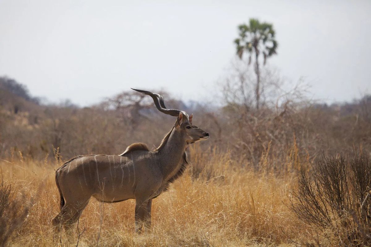 Ruaha greater kudu