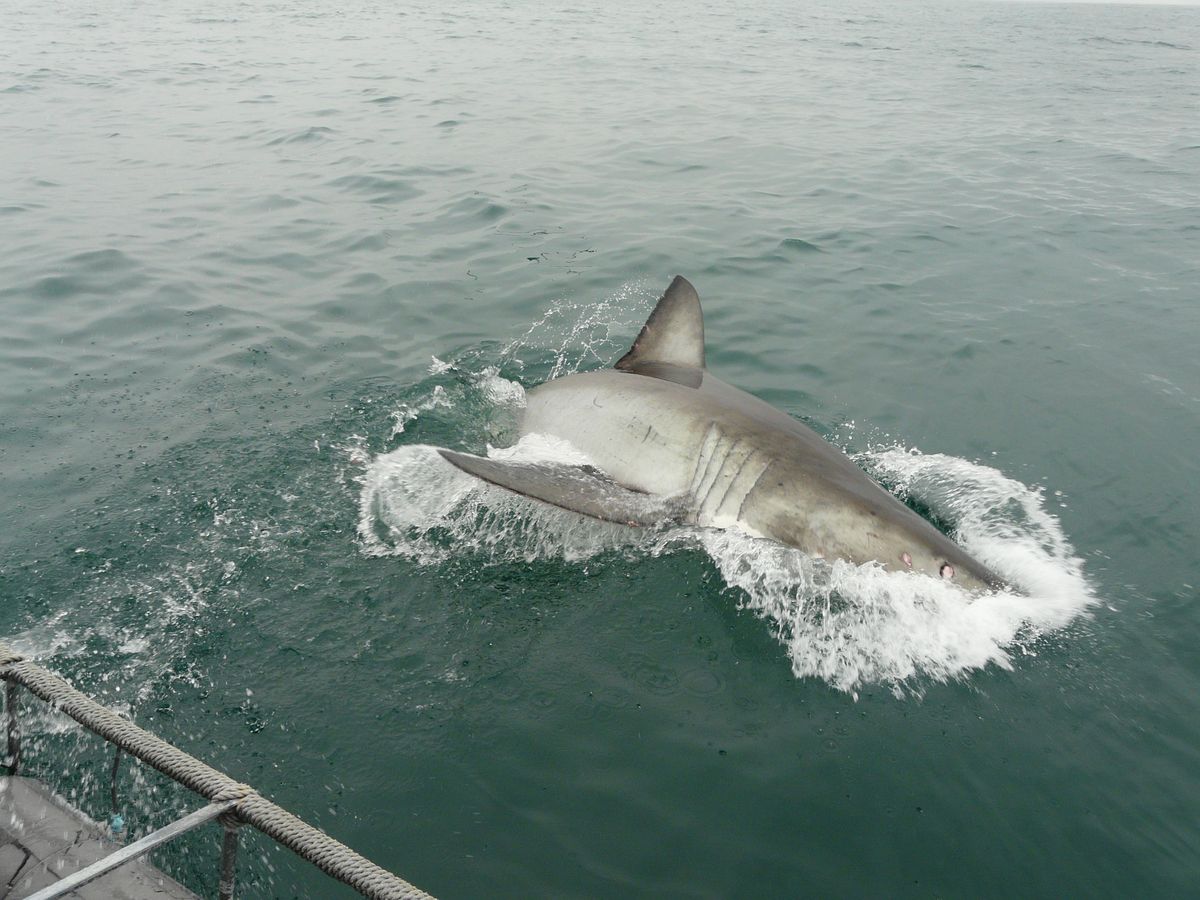 Hermanus Region great white