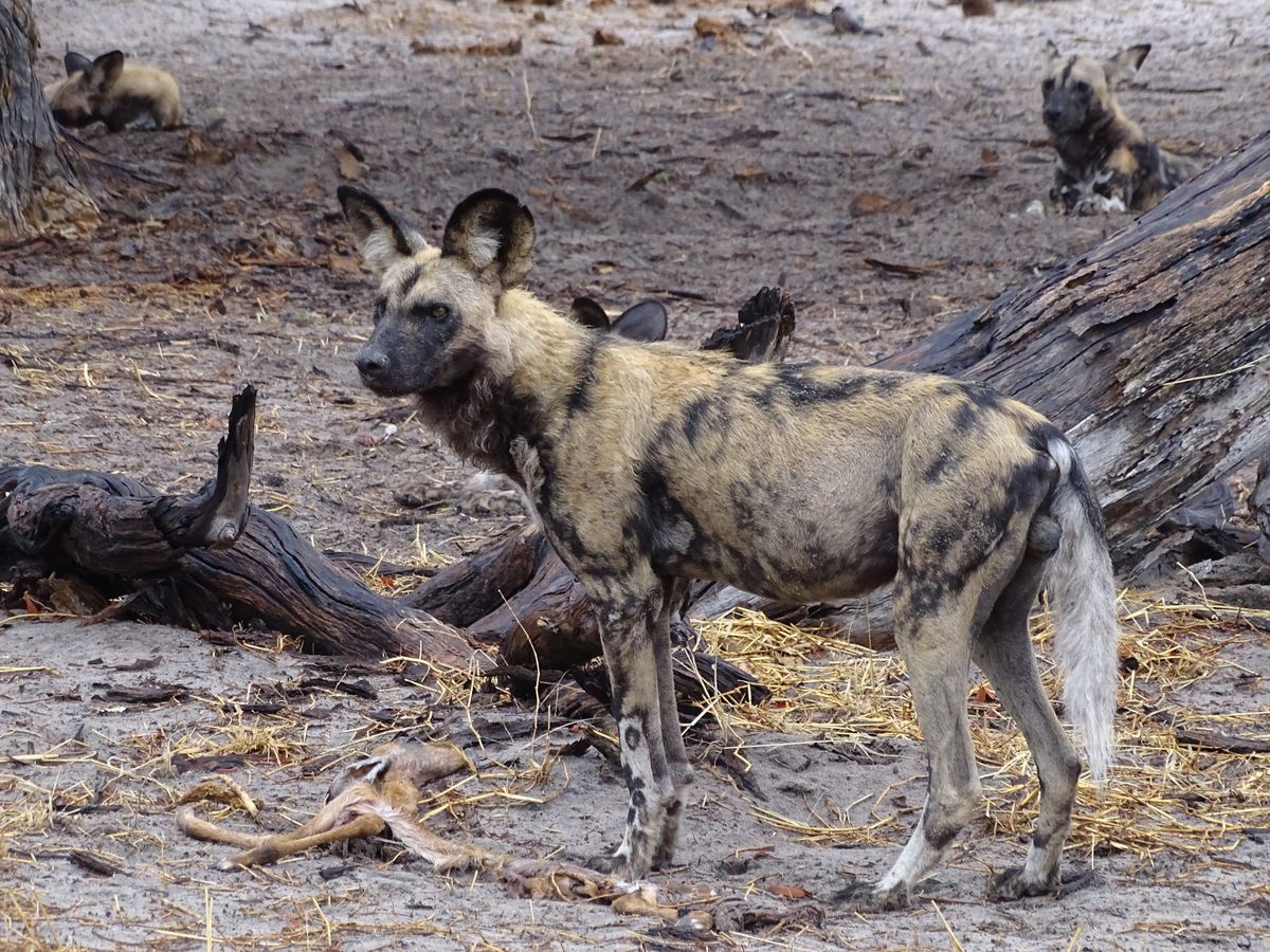 Moremi wilddog