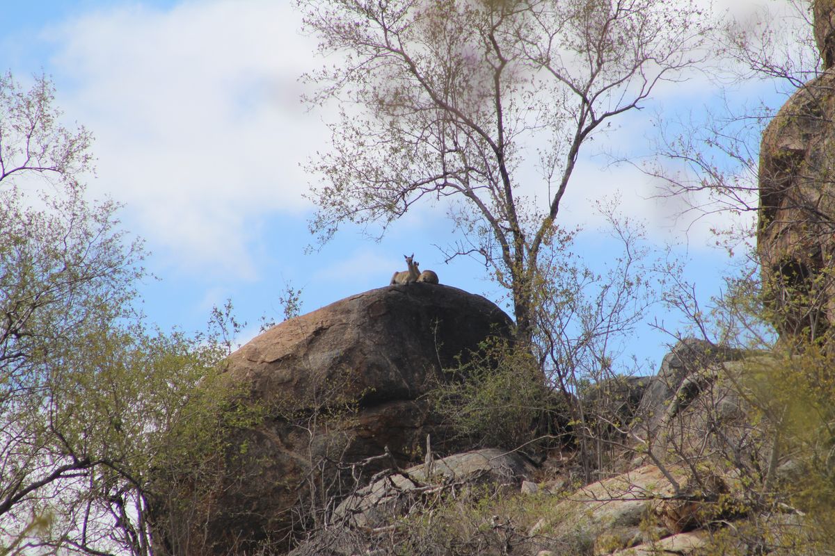 eSwatini Hlane klipspringer