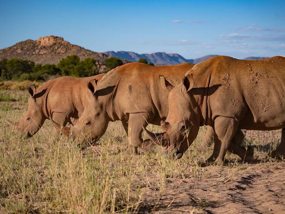 GocheGanas rhinos