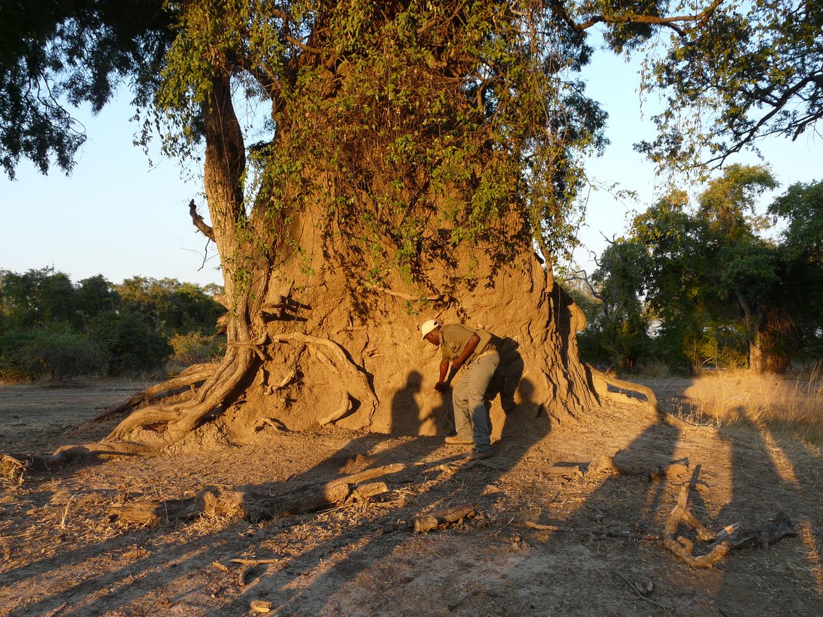 South Luangwa walking safari