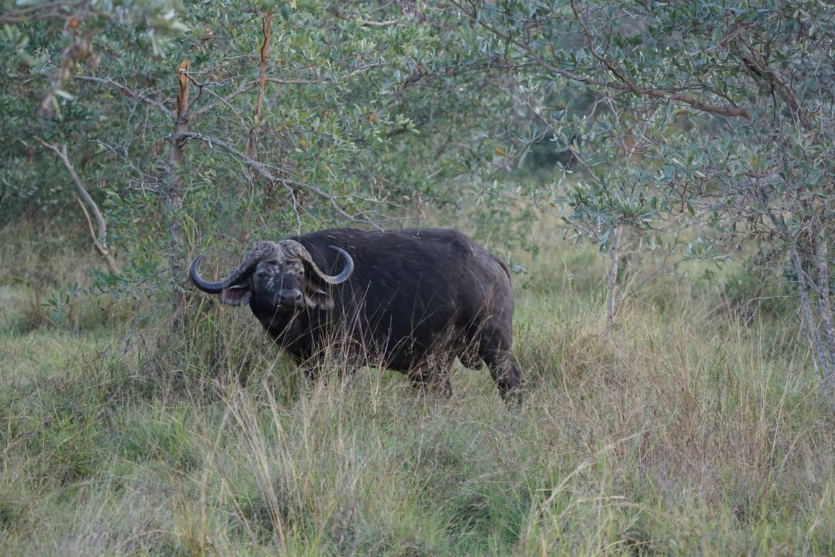Kruger area buffalo