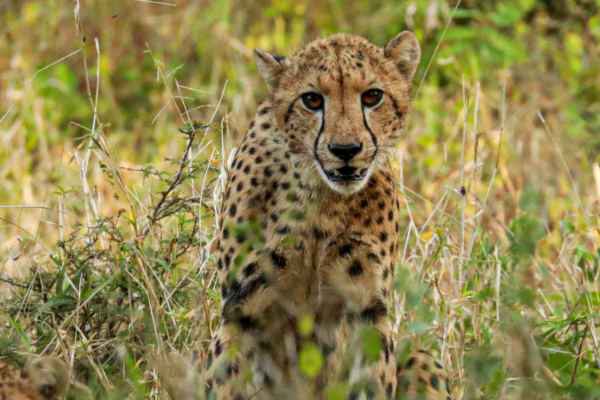 Majete Wildlife Reserve