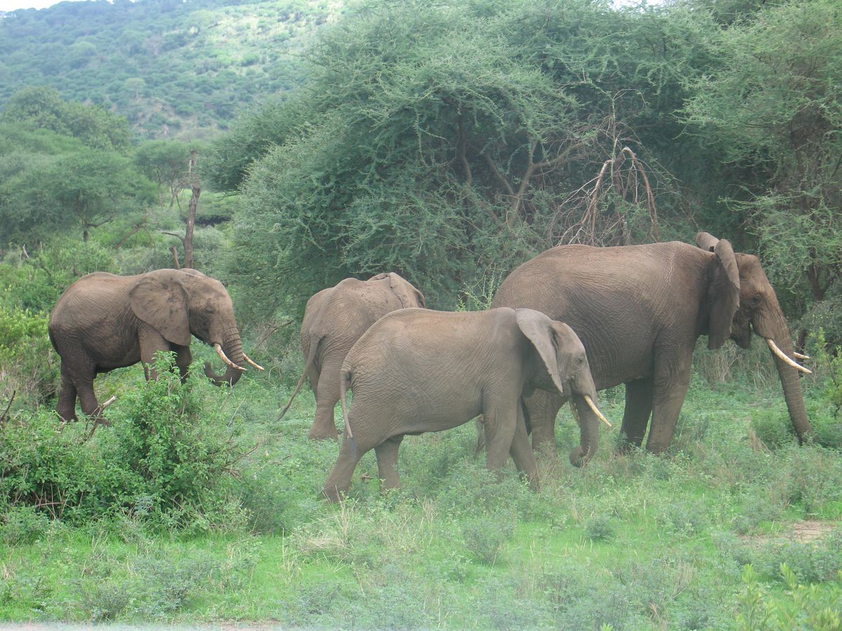 Lake Manyara elephant herd