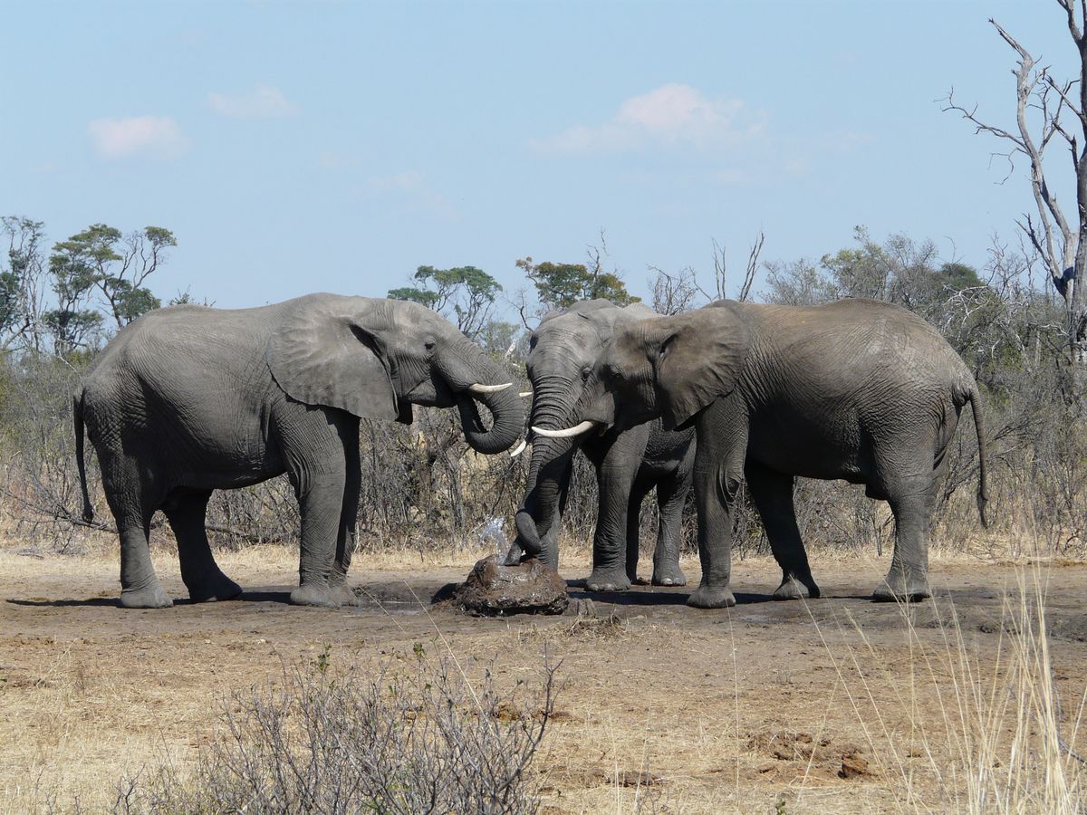 Hwange elis drinking