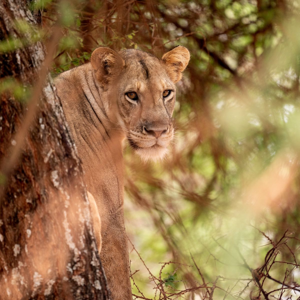 Tarangire lion