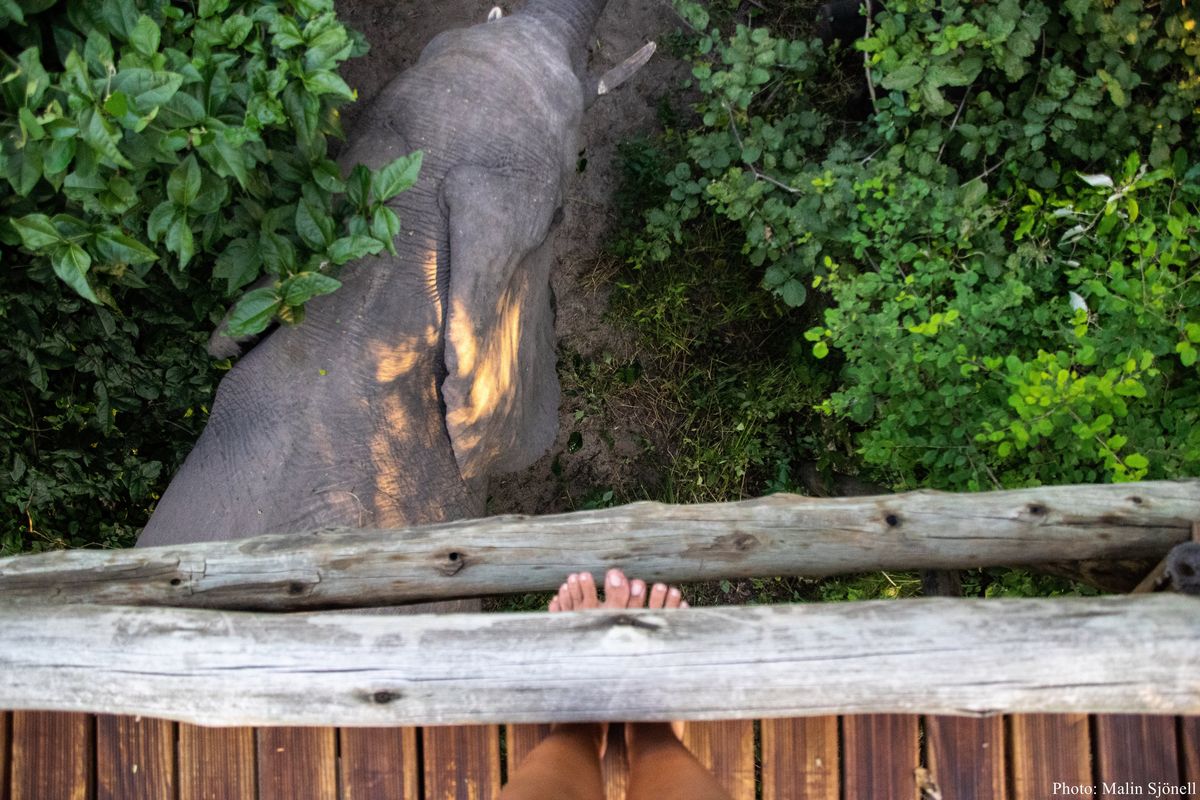 Nambwa Tented Lodge elephant visit