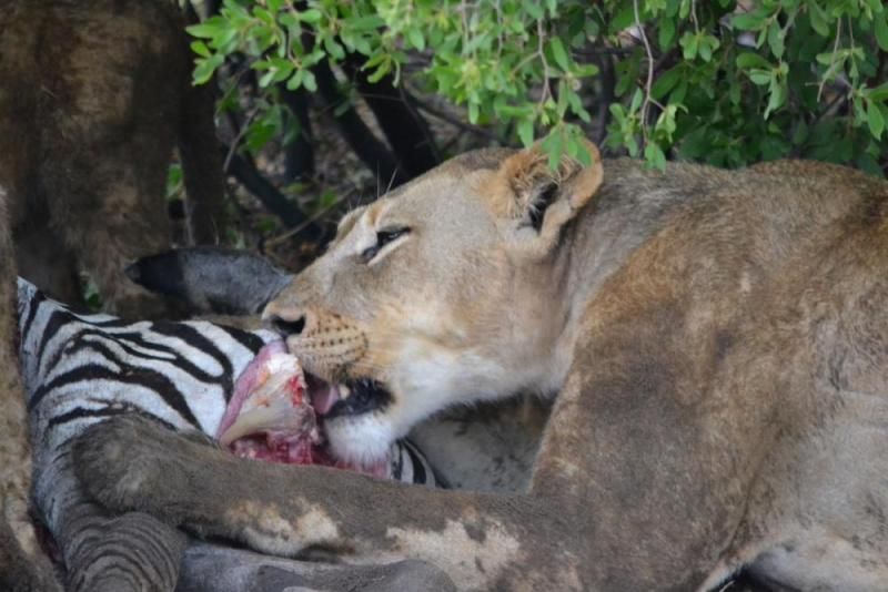 Löwin frisst von einem erlegten Zebra
