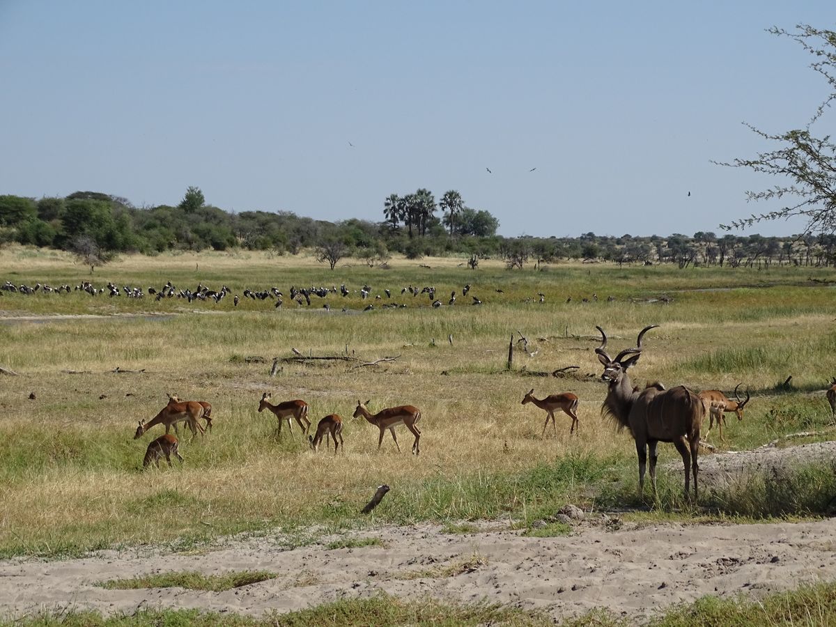 Makgadikgadi Kudu