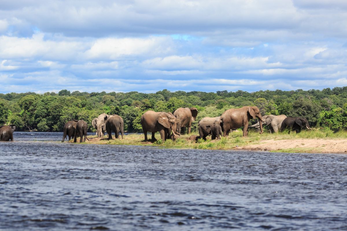 Zambezi elephants