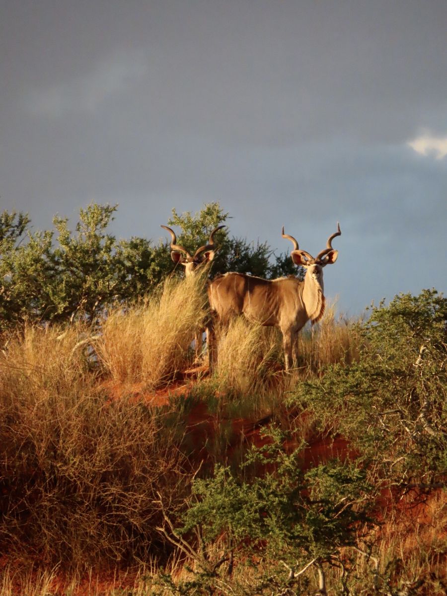 Kalahari Namibia Kudus