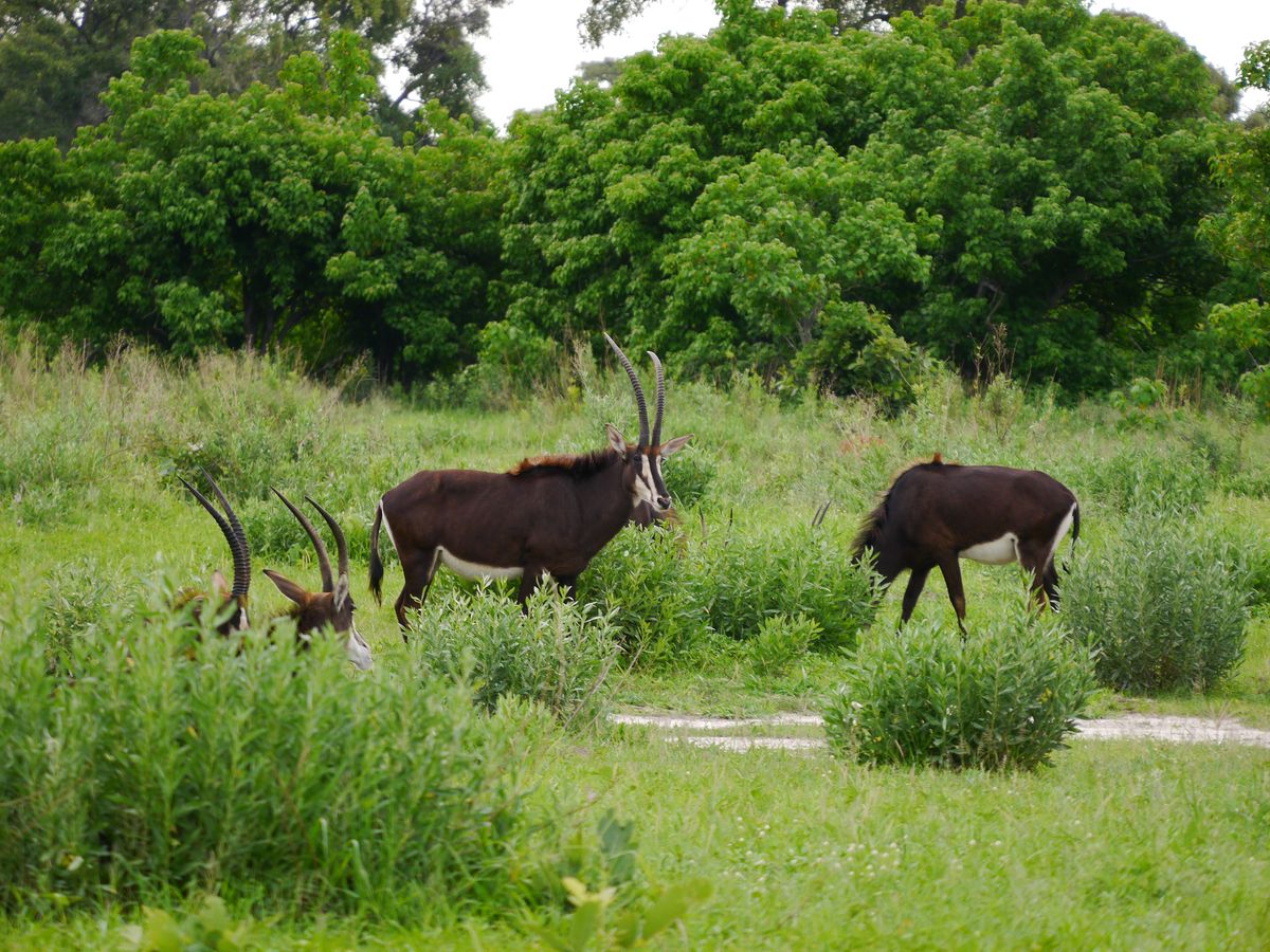 Green Season in Botswana – Regenzeit ist Reisezeit