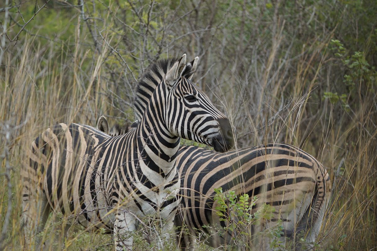 Greater Kruger zebras