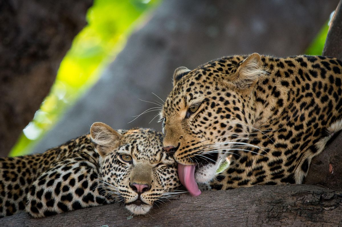 Nsefu leopards