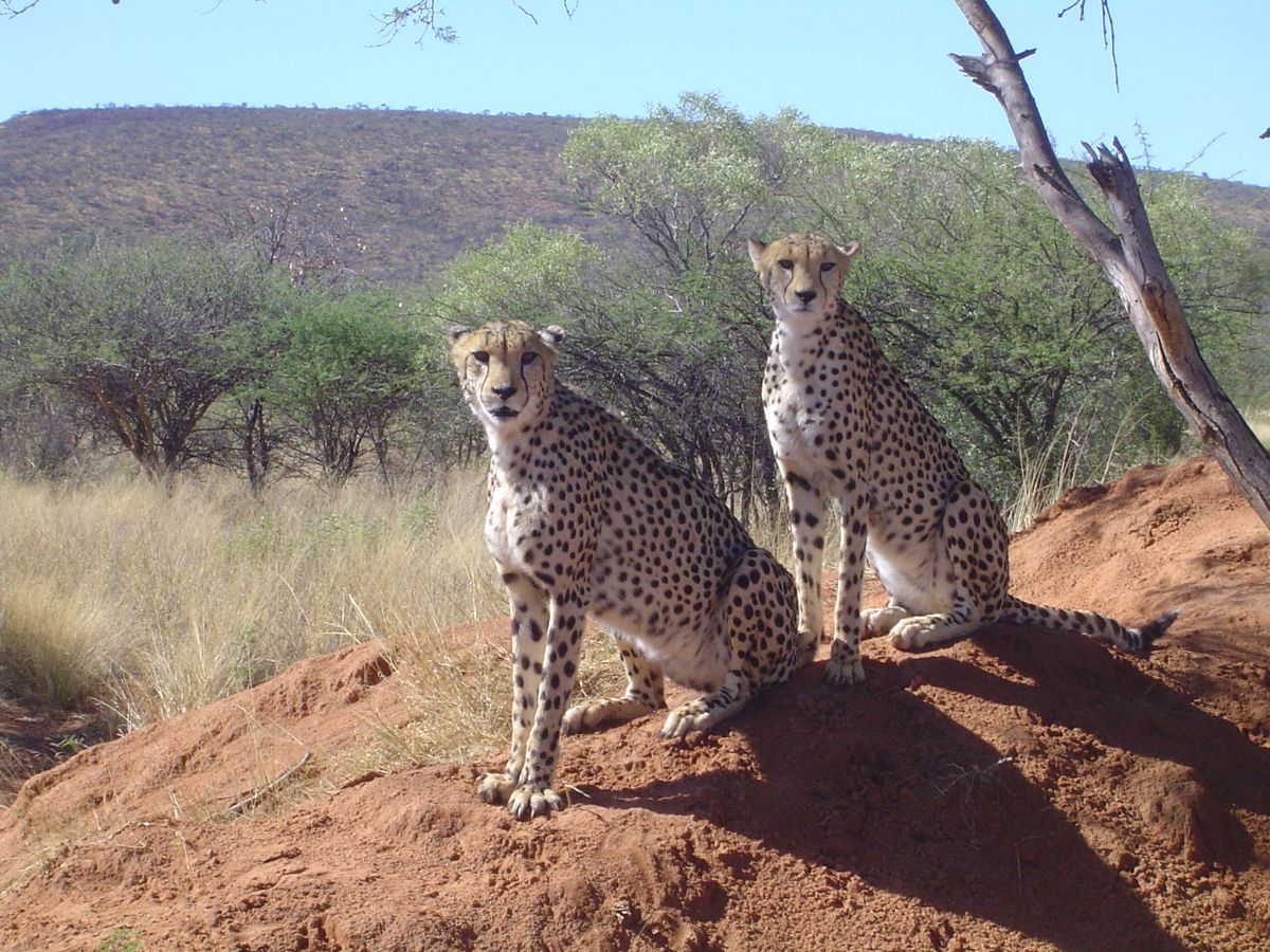 Okonjima Cheetahs