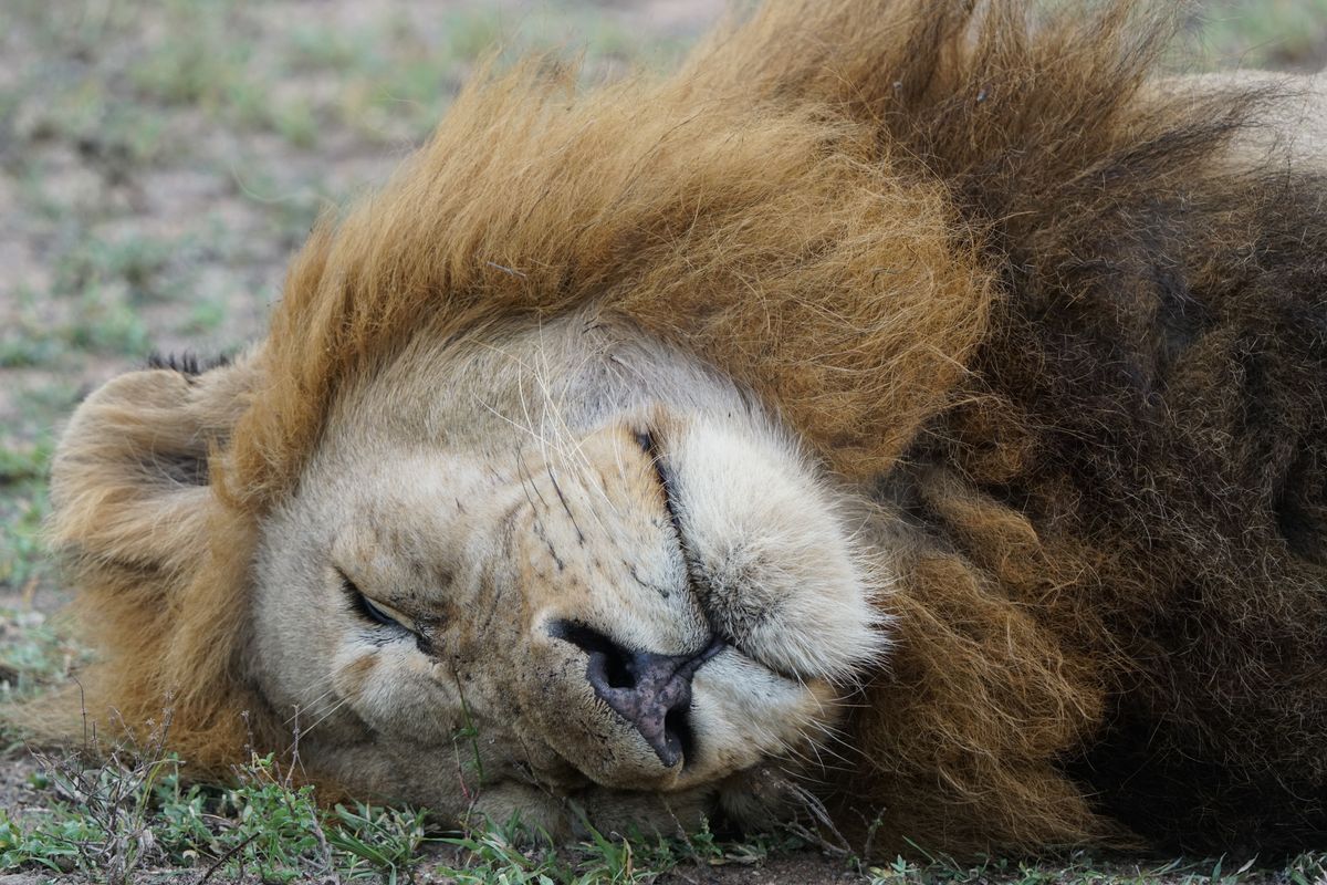 Kruger area sleepy lion