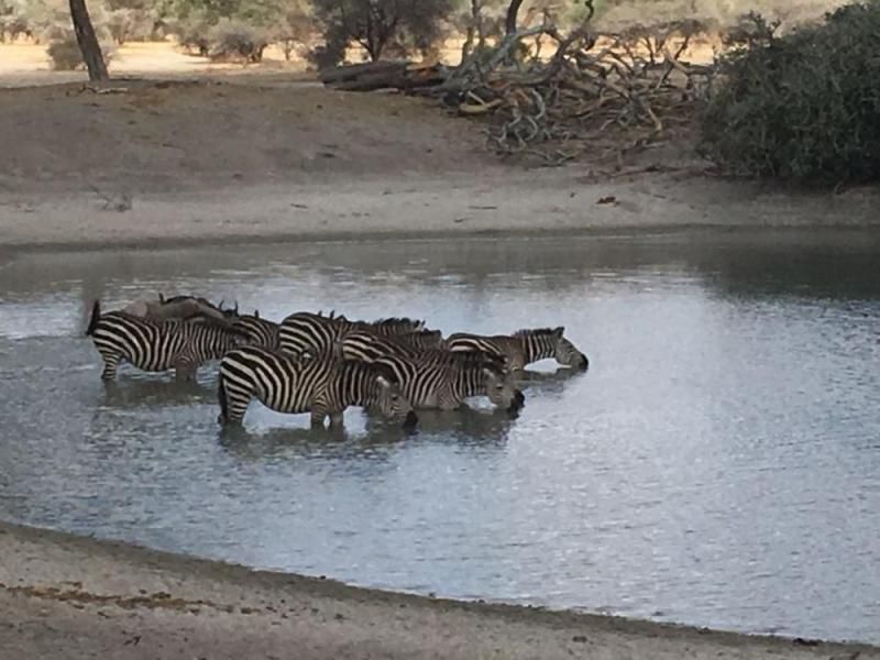 Zebras beim Trinken am Wasserloch