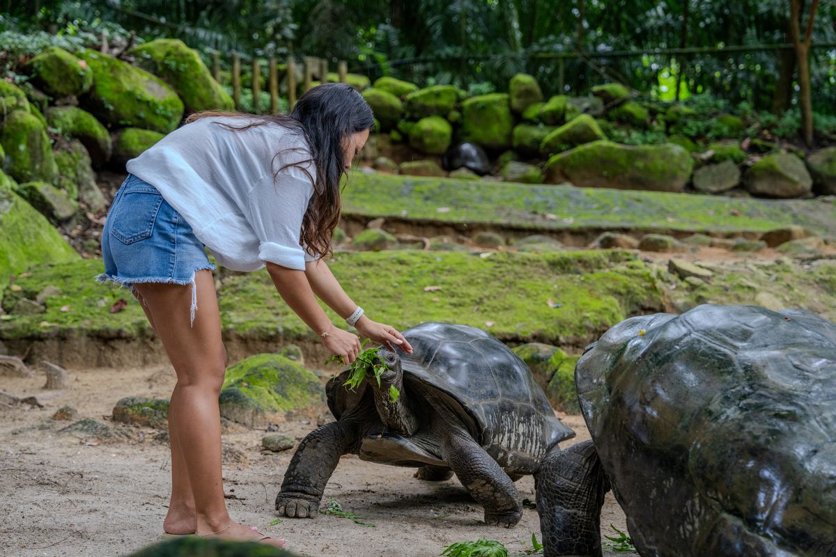 Seychelles giant land tortoises