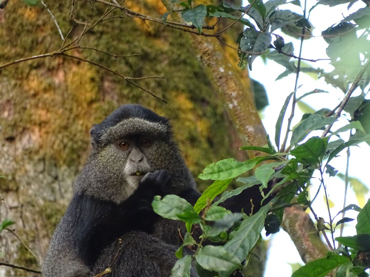 Nyungwe blue monkey