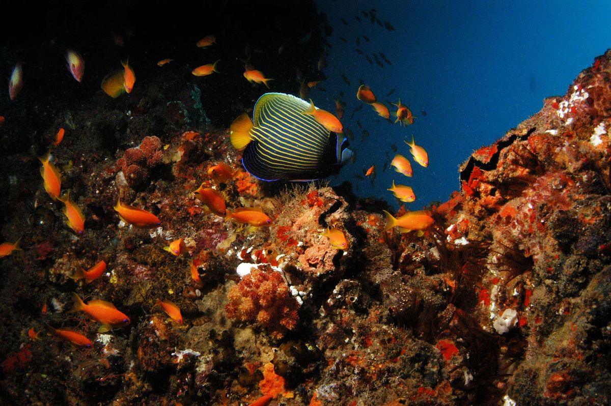 Thonga diving fish