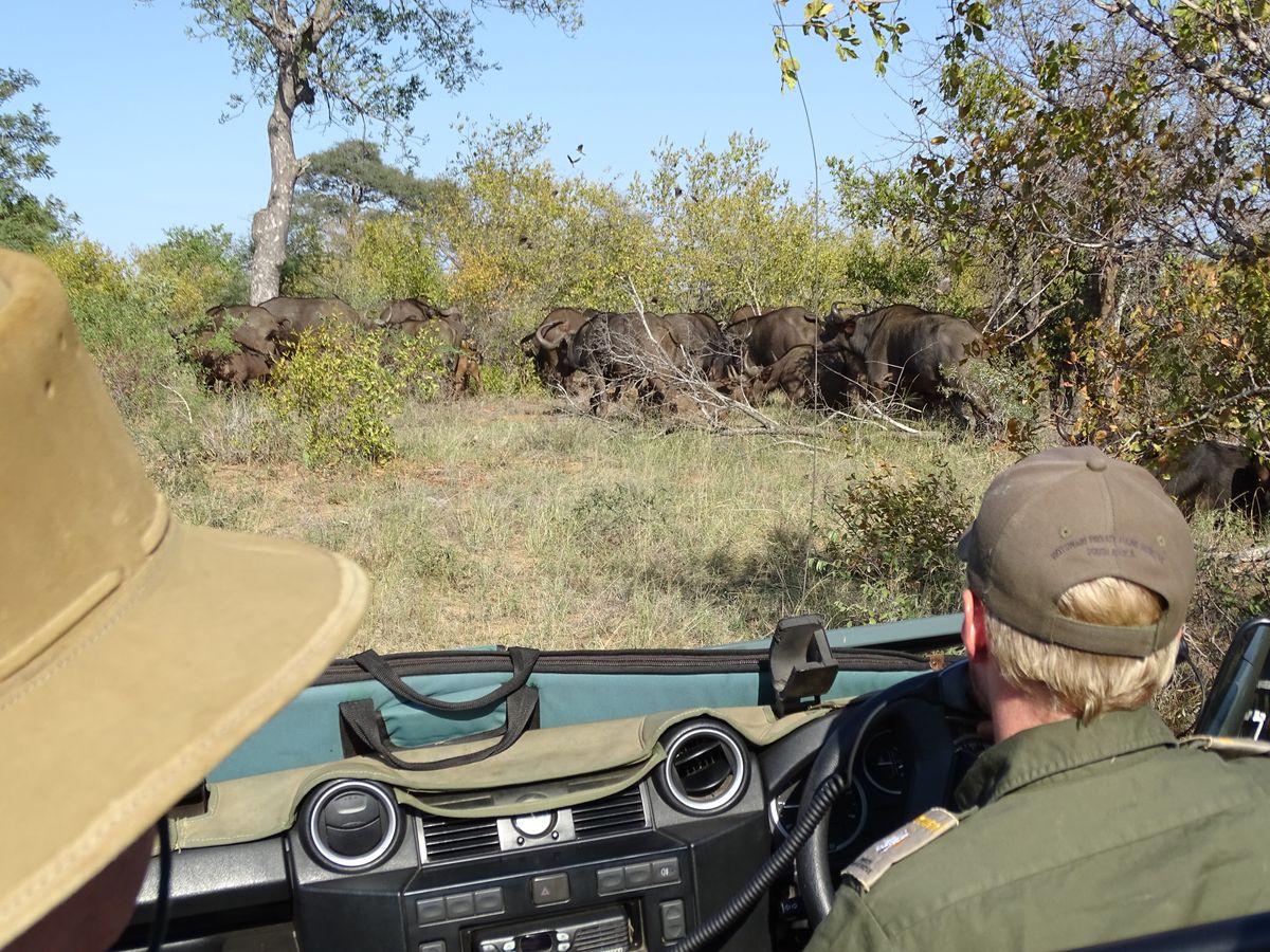 Game Drive Timbavati
