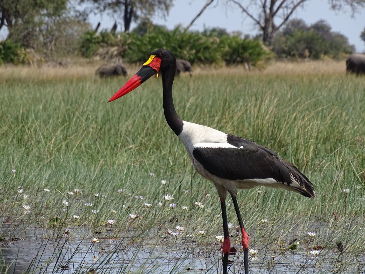 Okavango Delta Sattelstorch