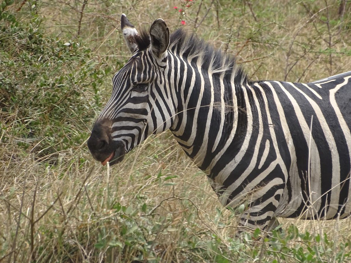 Akagera zebra