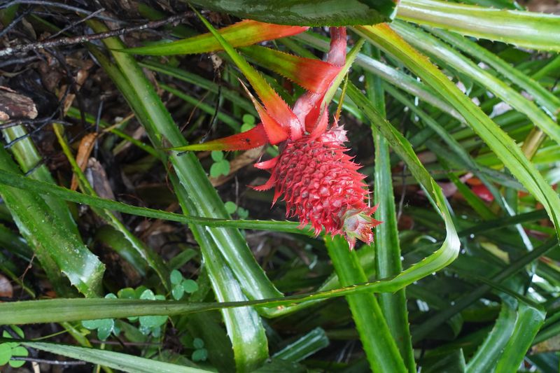 Montagne d'Ambre flowers