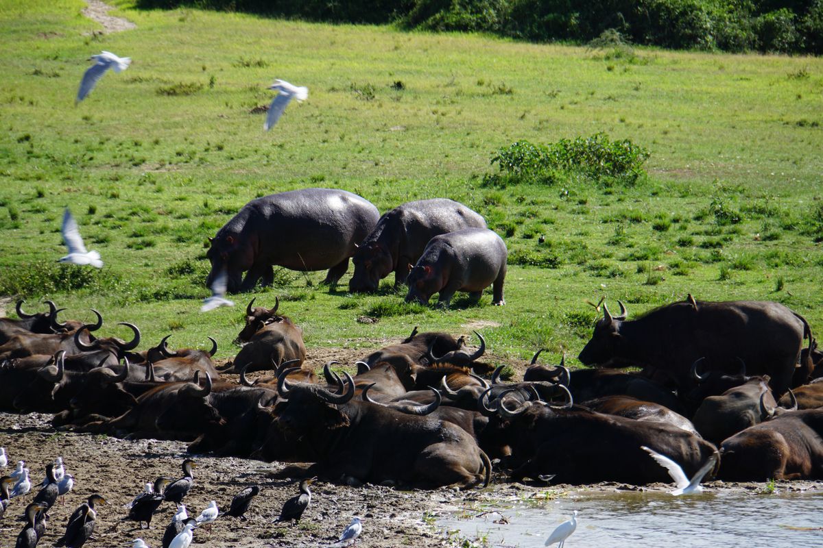 Queen E kazinga hippos buffalos birds