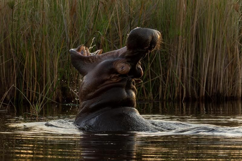 Hippo (Flusspferd) in Botswana beim Brüllen